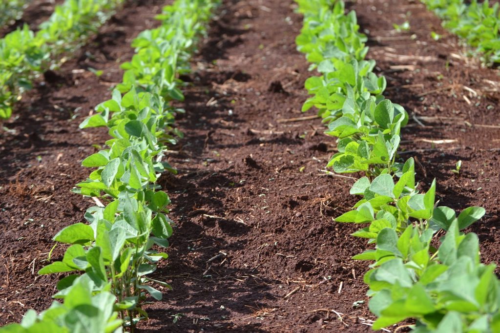 O impacto das queimadas na agricultura, pecuária e no turismo